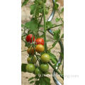 Galvanisé 6 mm Plant de tomates Spiral Support Stakes